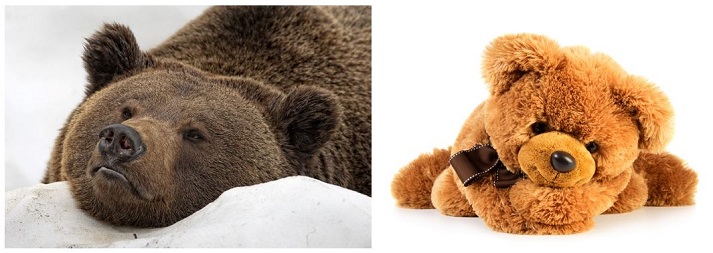 brown bear and teddy bear