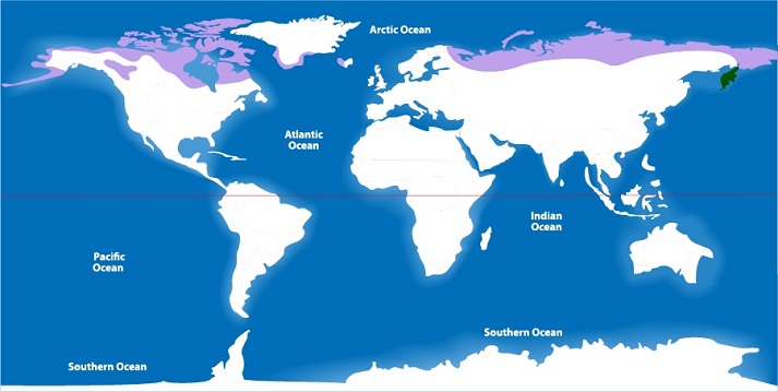 Tundra Biome World Map