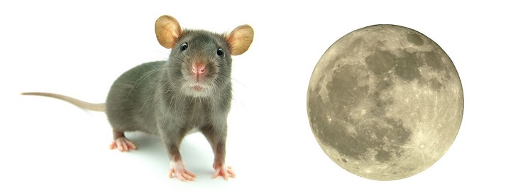 mouse and moon