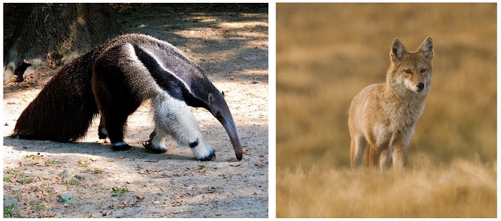 ant eater and a fox