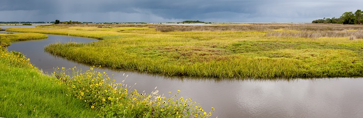 salt marsh