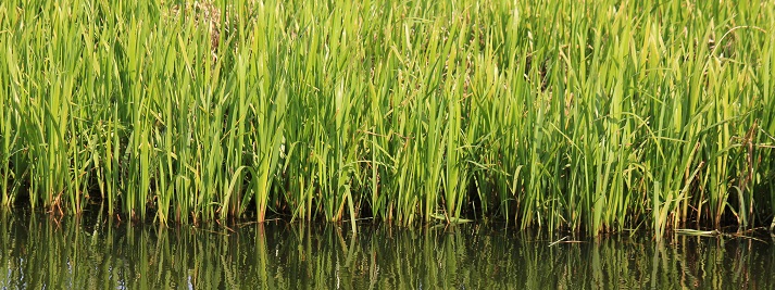wetland grass