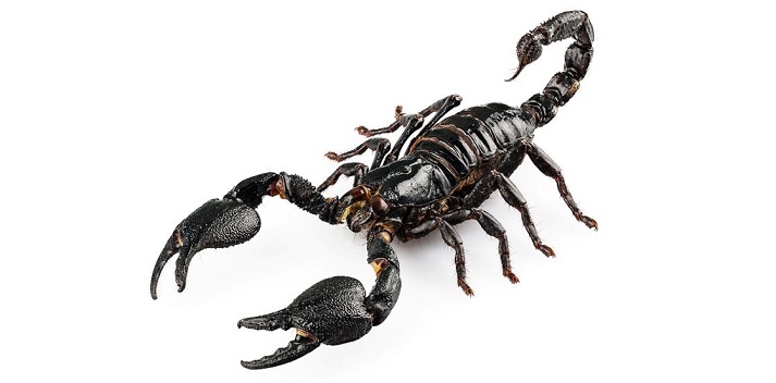 scorpion legs