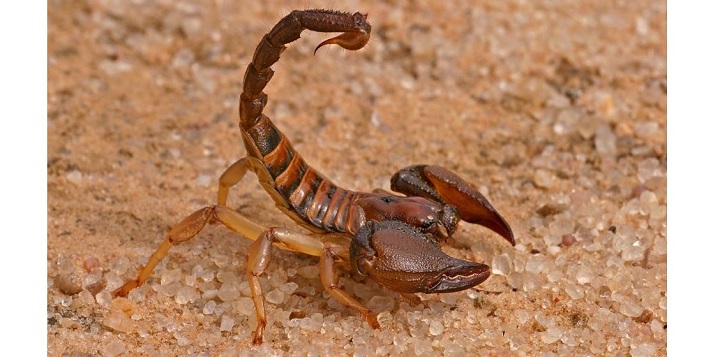 scorpion tail