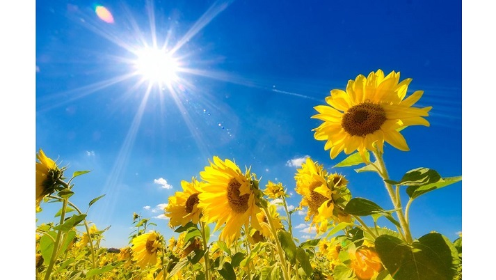 sunflowers in the sun