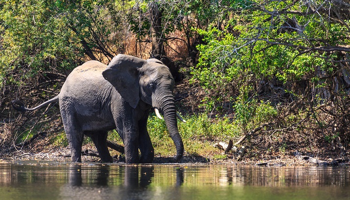 elephant in a lake