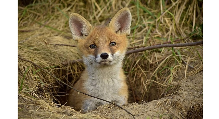 fox in burrow