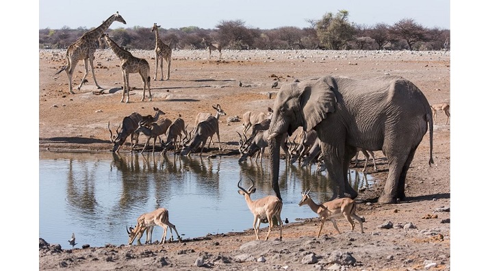 African watering hole