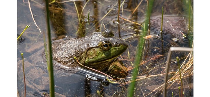 bullfrog in a pond