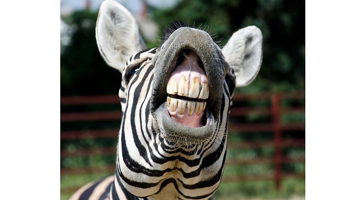 Animals With Flat Teeth