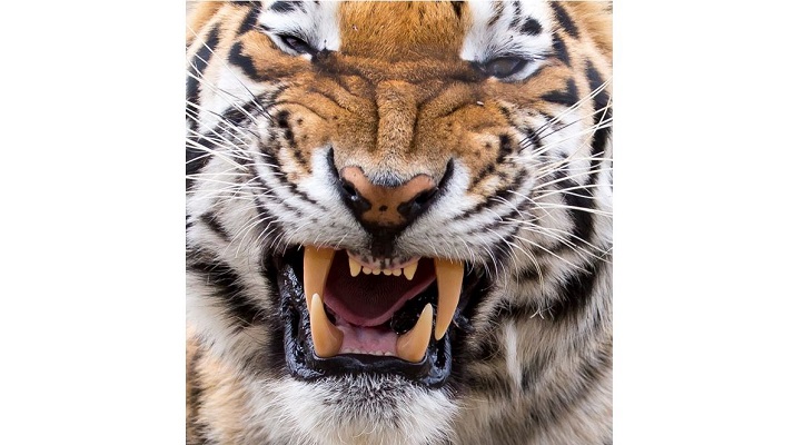 tiger teeth