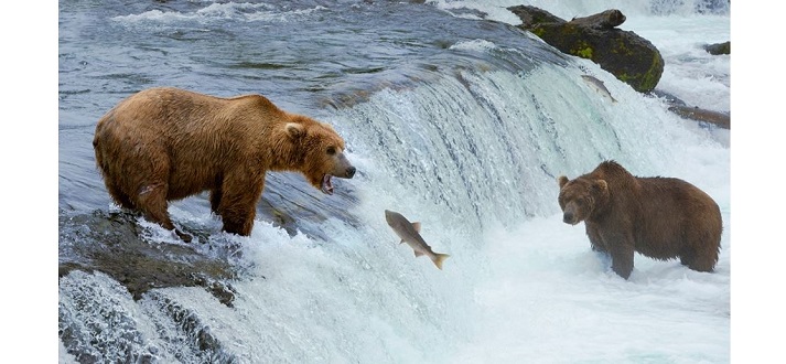 bears in a river