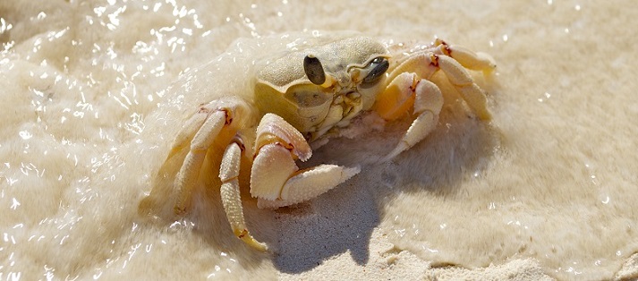 crayfish in sand