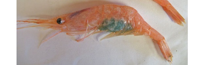 shrimp with egg larvae