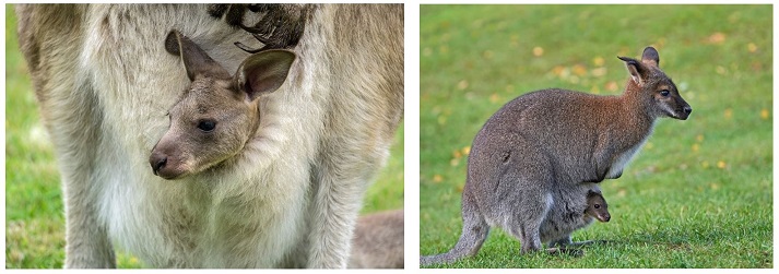 kangaroo and wallaby pouches