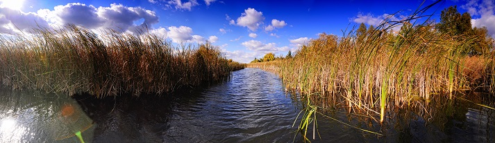 lake reeds