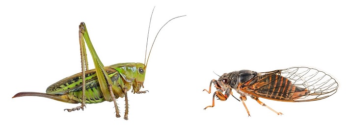 grasshopper and cicada