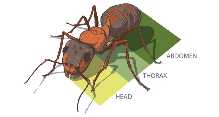 diagram of an ant