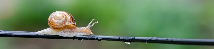 snail on a wire