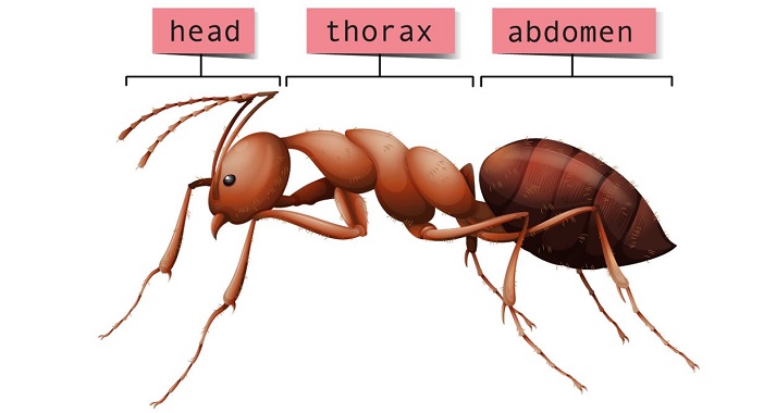 parts of an ant