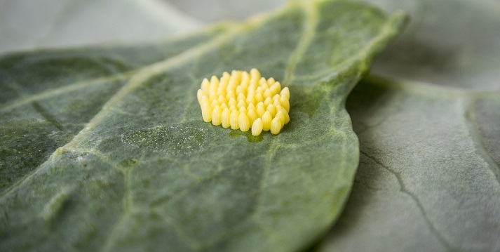 caterpillar eggs