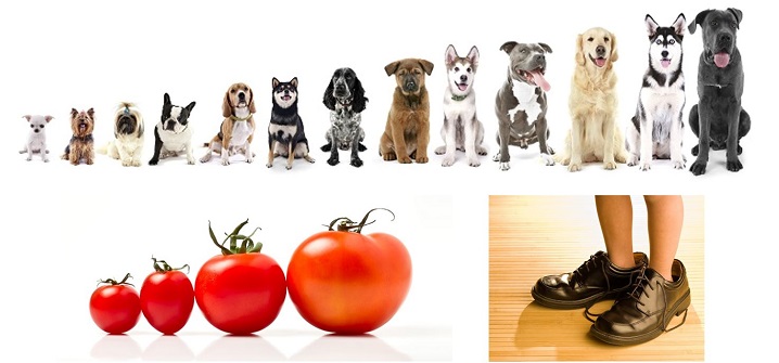different sized dogs & tomatoes, and a child in adult shoes