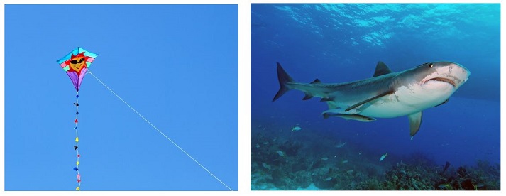 kite and shark