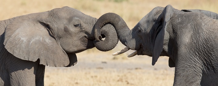 elephants hugging