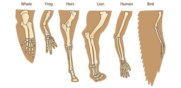 different arm bones