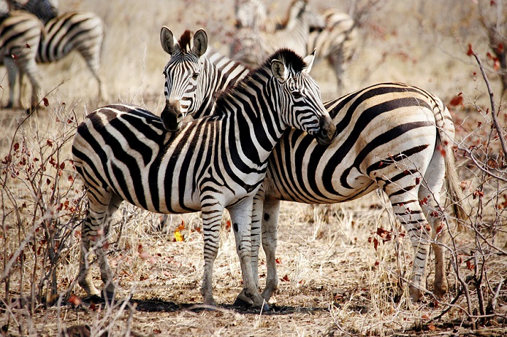 What Do Zebras Eat? - Lesson for Kids - Lesson