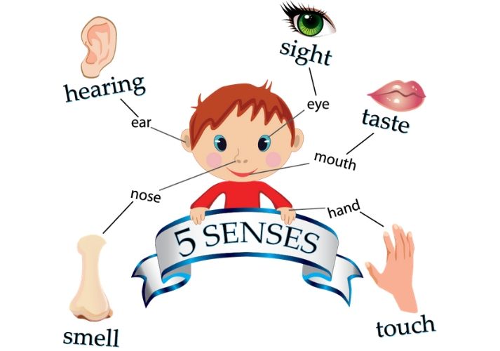 5 senses