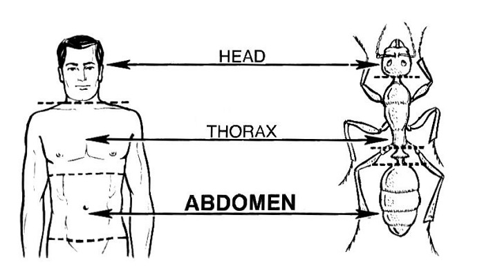 abdomen diagram
