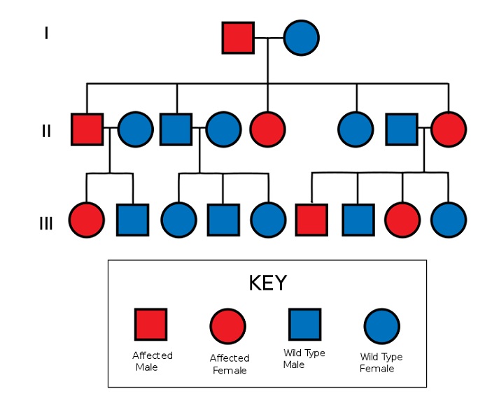 autosomal dominant pedigree chart