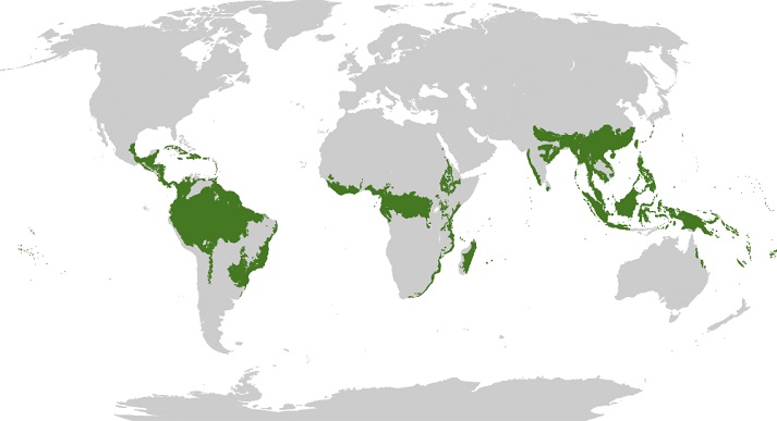 rainforest biome map