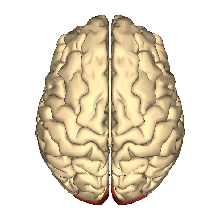 cerebrum - occipital lobe - superior view