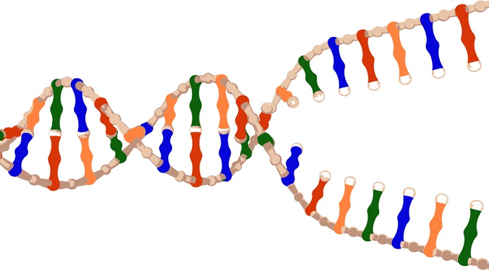 How Does DNA Copy Itself? Educational Resources K12 Learning, Life ...