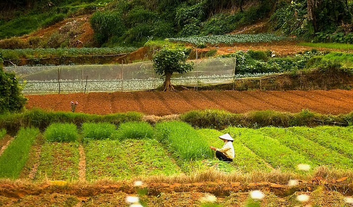 Farm land in Dalat, Vietnam