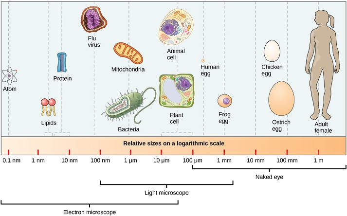 relative sizes of microbes on a lagarithmic scale