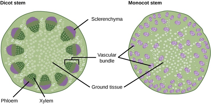 dicot and monocot stem cell diagrams