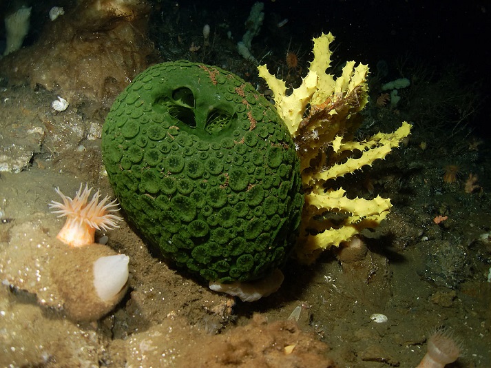 green and yellow sea sponges