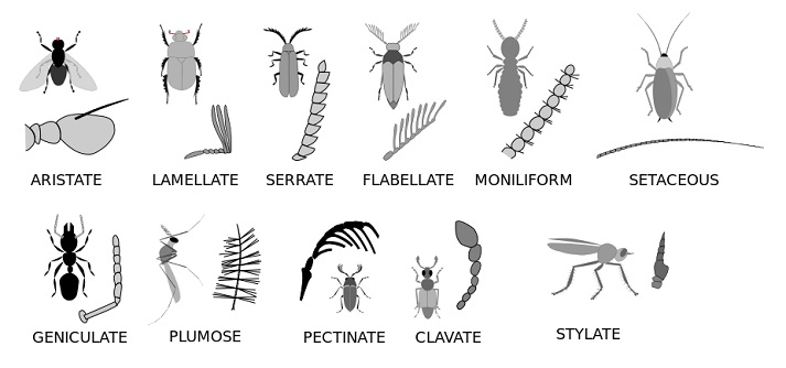 insect antennae