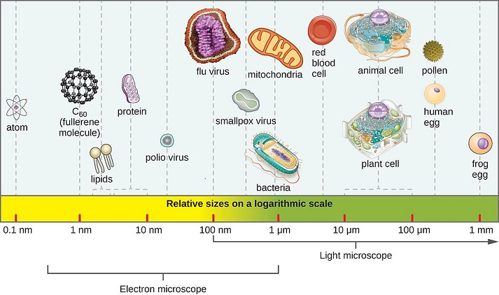 relative sizes of microbes