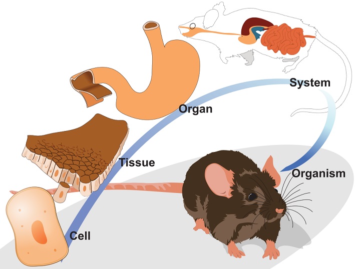 organization levels from cell until organism