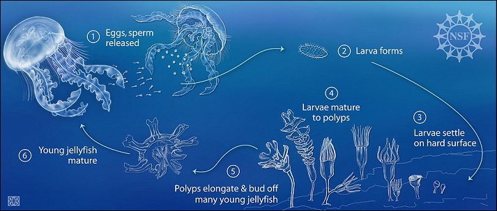 reproductive cycle of jellyfish