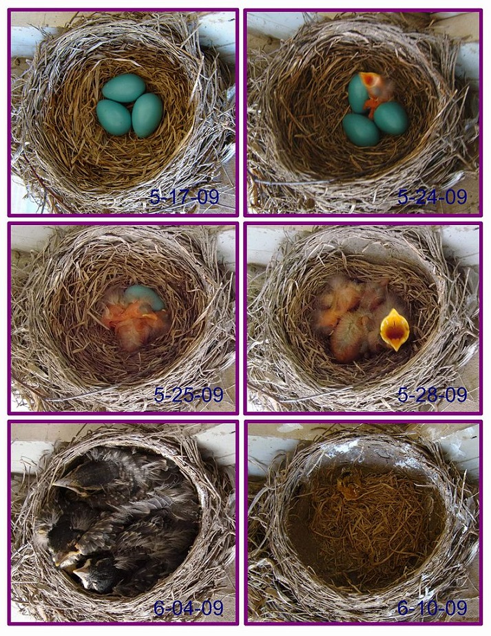 Progress of robin eggs and flying in 3 weeks