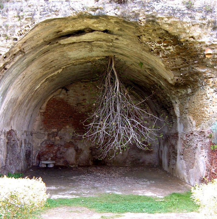 upside down tree