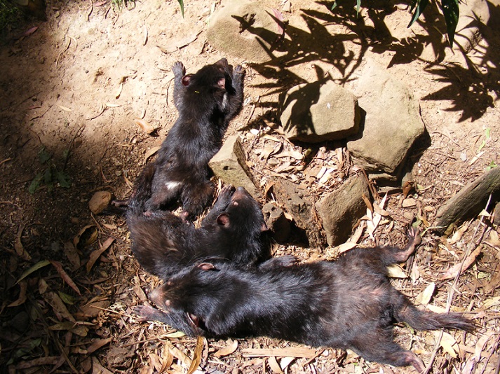 young Tasmanian devils