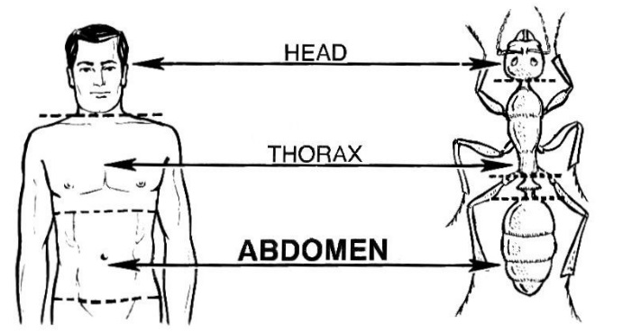 human and insect abdomen