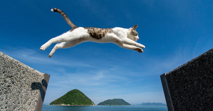 agile cat jumping