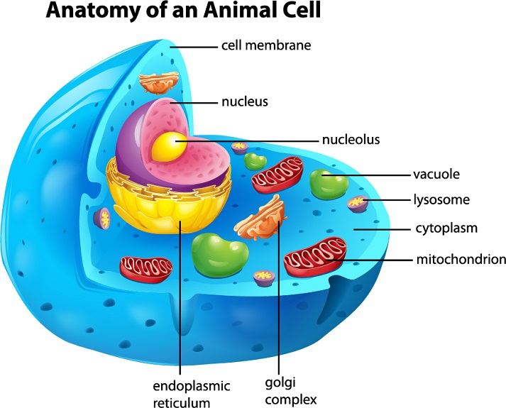 How Does DNA Copy Itself? Educational Resources K12 Learning, Life ...